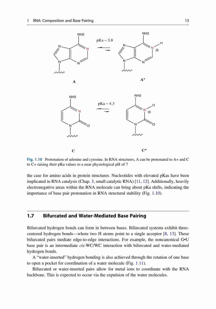 Fundamentals of RNA Structure and Function – FULL INSTANT DOWNLOAD ...