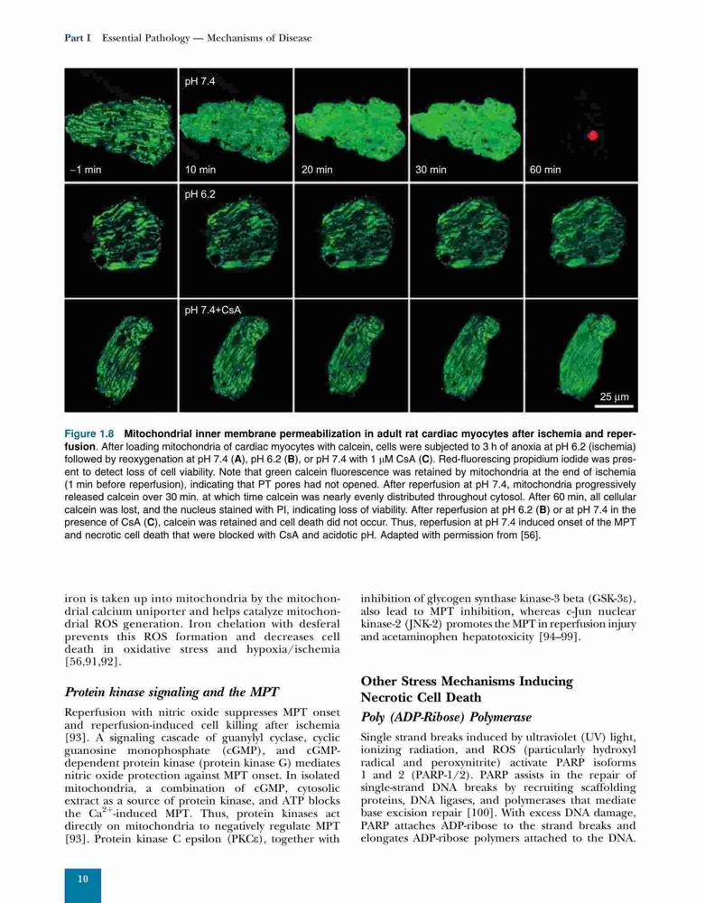 Molecular Pathology: The Molecular Basis of Human Disease – FULL ...