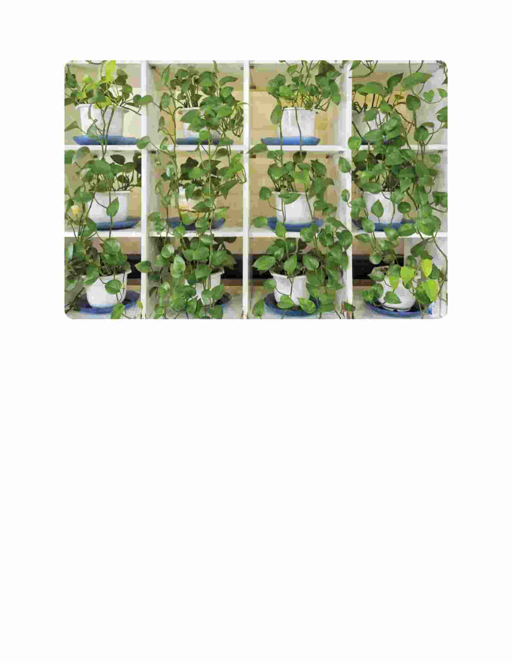 The Kew Gardener’s Guide to Growing House Plants: The art and science ...