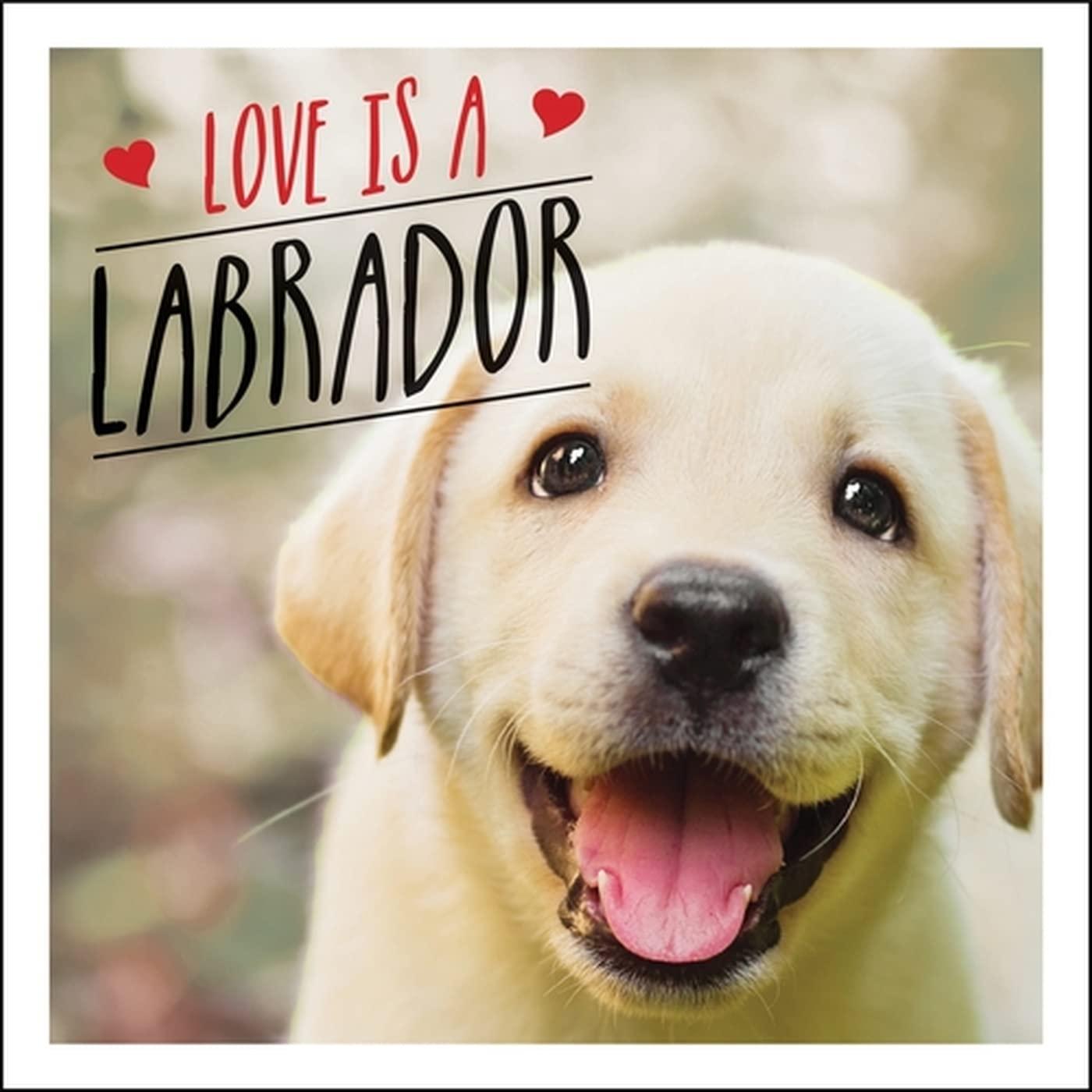Love is a Labrador: A Lab-Tastic Celebration of the World's Favourite Dog - FULL INSTANT DOWNLOAD | PDF DOCX EPUB
